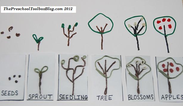 tree life cycle worksheet