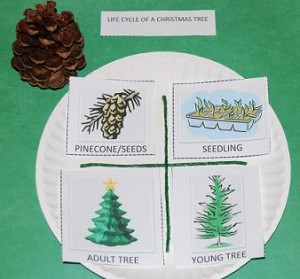 Life Cycle of a Christmas Tree 001