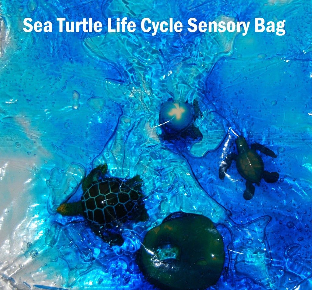 Sea Turtle Life Cycle