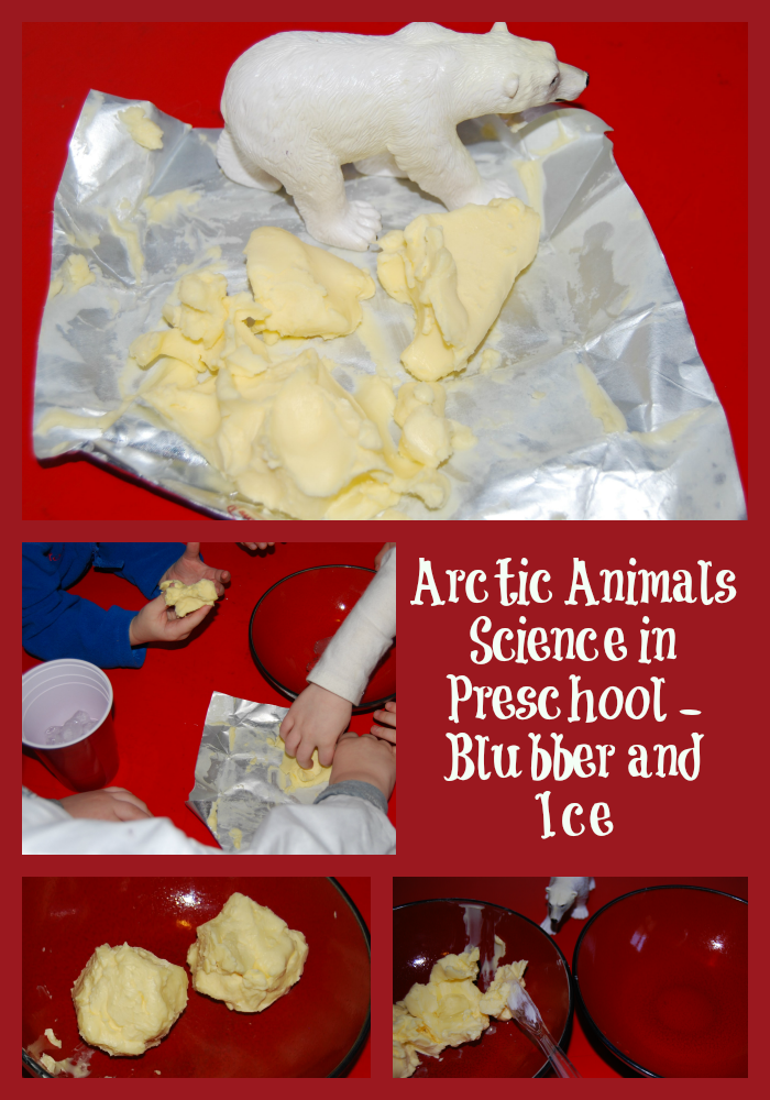 Arctic Animals Science_Blubber and Ice in Preschool