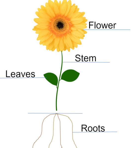Parts of a Flower Playful Learning Flower Centers for Preschoolers
