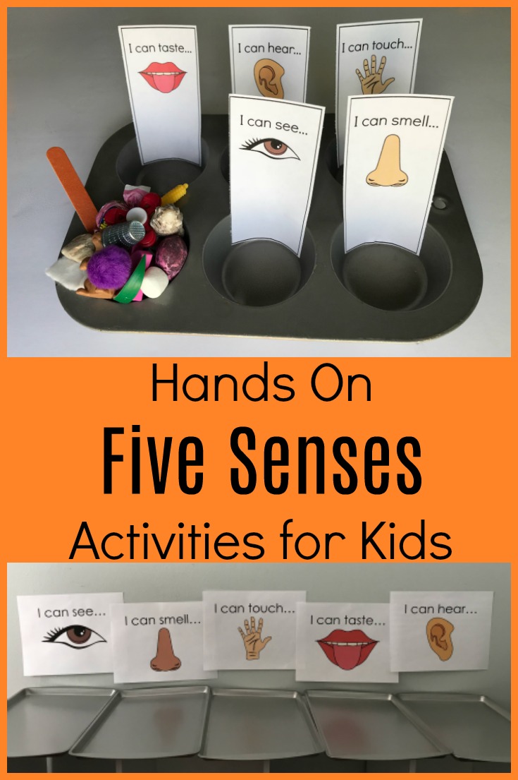 Exploring all 5 Senses in Preschool: Sorting Activities and Books